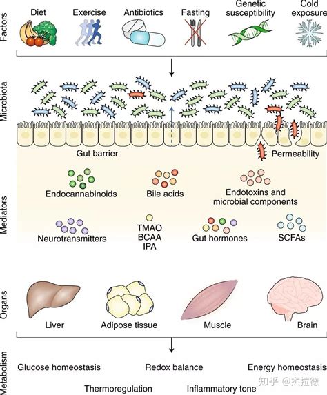 Nature Metabolism综述肠道微生物影响体内能量代谢机制 知乎