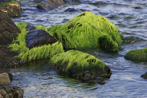 Kostenlose Foto Meer K Ste Baum Wasser Natur Gras Rock Ozean