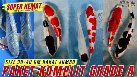 Paket Komplit Super Hemat Koi Grade A Bodi Mantul Bakat Jumbo