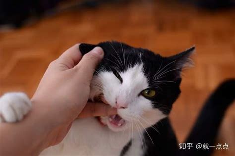 猫咪爱咬人怎么办？教你6招，戒掉猫咪的坏习惯 知乎