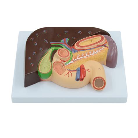 Buy Anatomy Model Human Tric Section Model Liver Anatomical Model