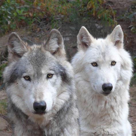 Le Loup Du Canada Parc Animalier Les Loups Du Gévaudan