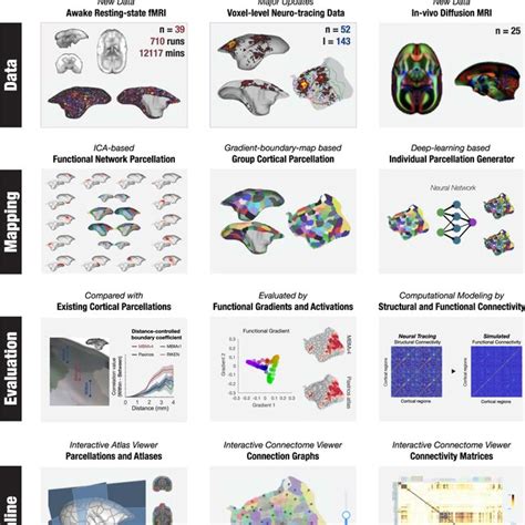 Marmoset Brain Mapping Atlas Version 4 Mbmv4 A The Processing Download Scientific Diagram