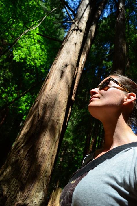 Coastal redwoods in Muir Woods National Monument