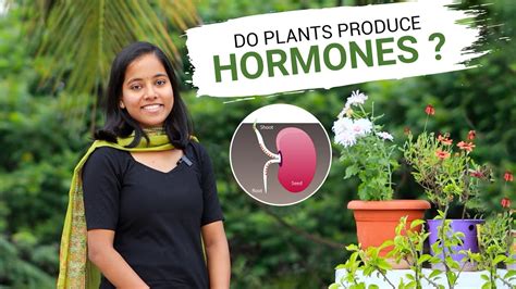 What Are Plant Hormones Everything You Need To Know About Phytohormones Youtube