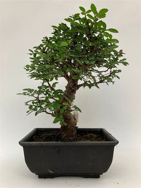 Chinese Iep Bonsai Ulmus Parviflora Cm Japan Catawiki