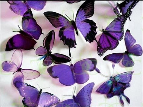 News Butterfly: Purple Butterfly Wallpaper