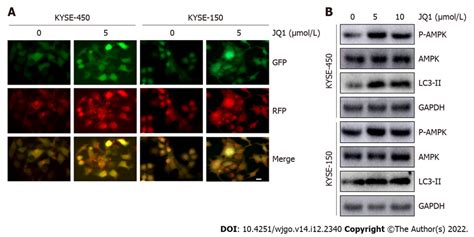 Jq1 Induces Cell Autophagy And Activates Amp Activated Protein Kinase Download Scientific