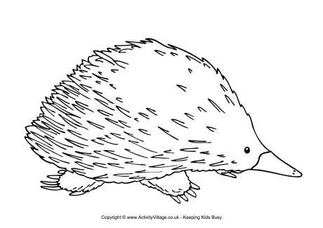 Echidna Colouring Page | Australian native animals, Painted rock ...