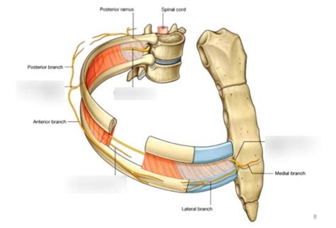 Costal nerves Diagram | Quizlet