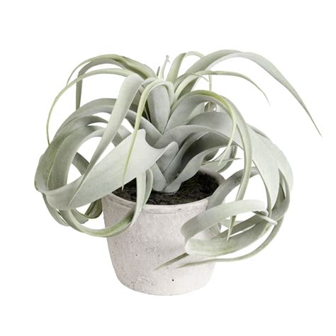 Tillandsia Artificiale Verde In Vaso Di Argilla H Maisons Du Monde