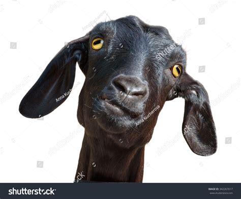 Goat Face Face Stock Photos and Pictures - 70,591 Images | Shutterstock