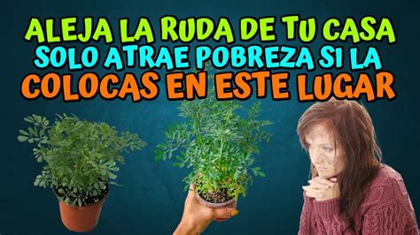 Descubre D Nde Colocar Una Planta De Ruda En Casa Preg Ntale A Mari