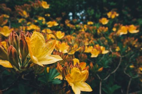 Close-up of Yellow Azaleas stock image. Image of plant - 166488761