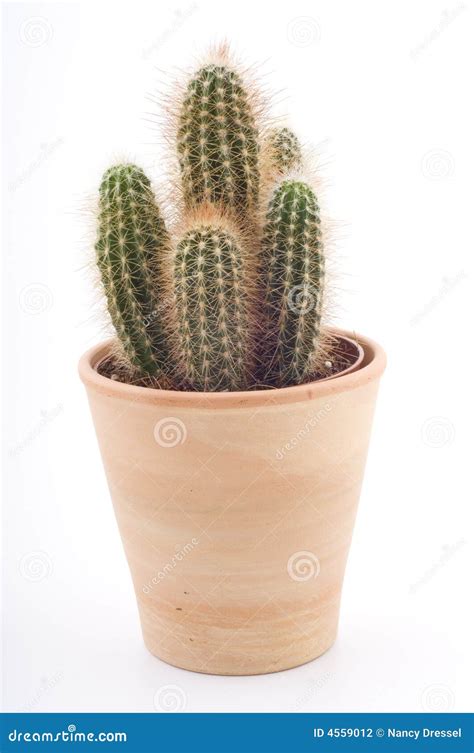 Cactus In A Pot Stock Photo Image Of Botanical Ncn18 4559012