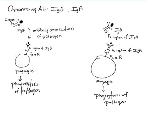 Immunoglobulin Isotypes Flashcards Quizlet