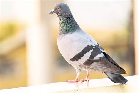 Keindahan Dan Fungsi Bulu Burung Merpati Bagi Manusia Yang Jarang Diketahui Koran Memo