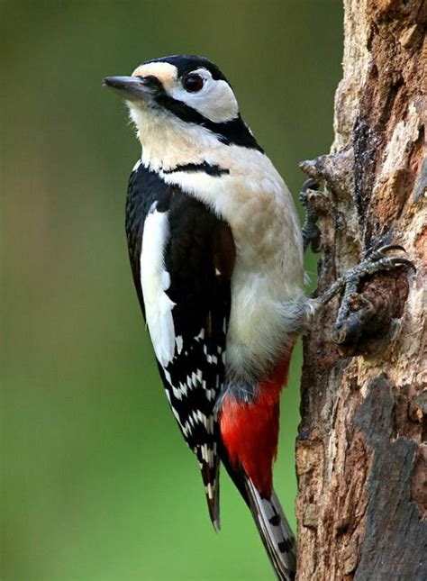 All About The Lesser Spotted Woodpecker Gardenbird Artofit