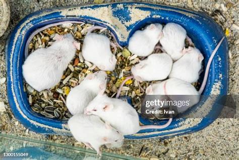 24 Lab Mouse Cage Stock Photos, High-Res Pictures, and Images - Getty Images