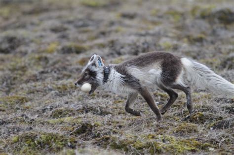 Arctic Animals' Movement Patterns are Shifting in Different Ways as the ...