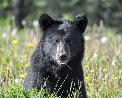 Everything You Need to Know About Black Bears in the Smoky Mountains