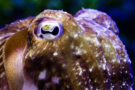 Cuttlefish camouflage gets complicated - Ars Technica