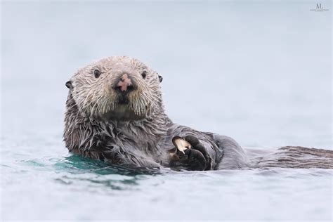 Sea Otter Loutre De Mer Enhydra Lutris Homer P Tit Nez Flickr