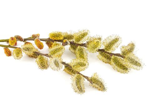 Blossoming Pussy Willow Twig Isolated On White Background Stock Photo