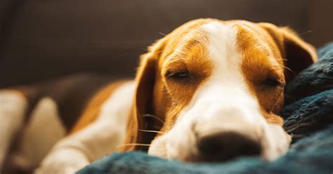 Why Won't My Dog Sleep With Me? (9 Potential Reasons)