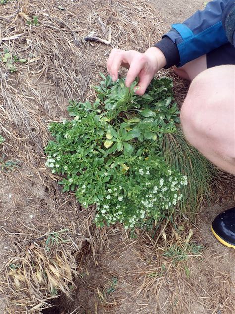 Scurvy Grass In February By Peter De Lange One Of Adult Plants