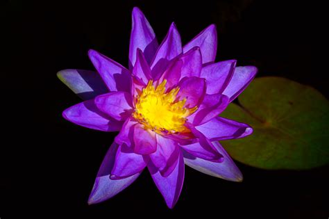 Purple Lotus Flower In Bloom At Naples Botanical Garden N Flickr