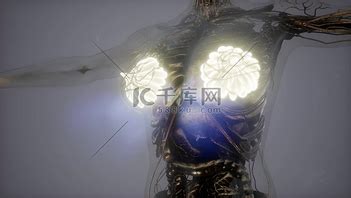 人体结构乳腺图片 人体结构乳腺素材 人体结构乳腺模板图片下载 千库网
