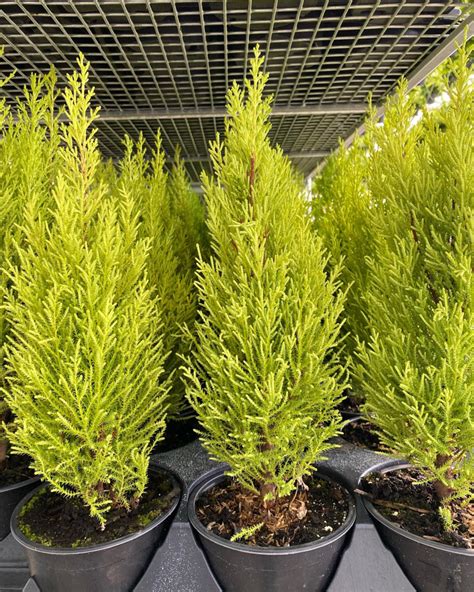 Lemon Cypress Orchard Park Growers