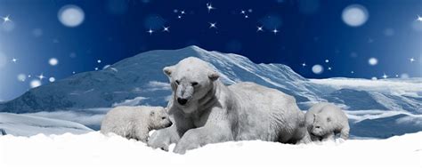 Polar Bears Bear Cub Winter - Free photo on Pixabay - Pixabay