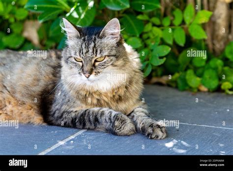 pet animal: portrait of alley cat Stock Photo - Alamy