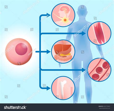 Stem Cell Regenerative Medicine Vector Illustration Stock Vector Royalty Free 363773042