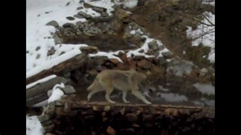 Gray Wolves In The Snow Busch Gardens Williamsburg Va Youtube