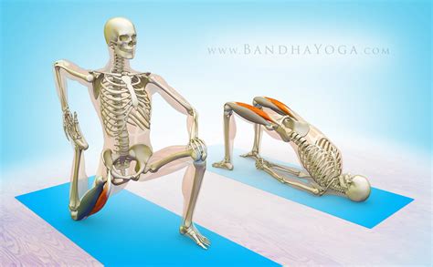 Yoga Anatomy The Rectus Femoris Muscle In Yoga Yogauonline