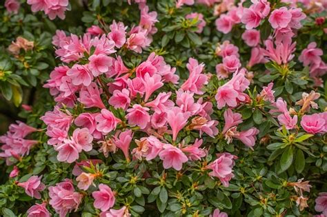 Rododendros Y Azaleas Con Flores De Invernadero En El Jard N Nico