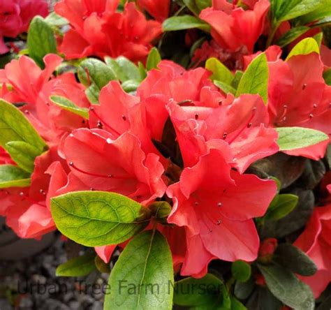 Azalea Encore Autumn Sunset Urban Tree Farm Nursery