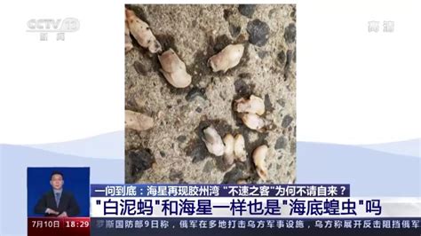 海星再现青岛胶州湾 “不速之客”为何不请自来？ 青岛新闻网