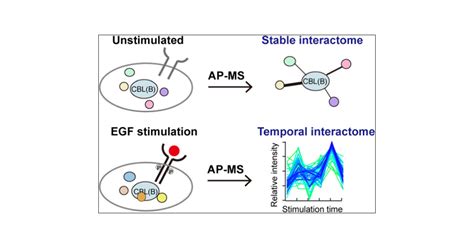 Stable And EGF Induced Temporal Interactome Profiling Of CBL And CBLB