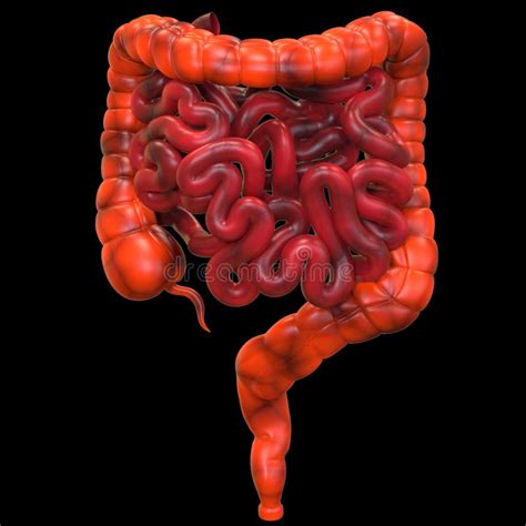 Human Internal Organs Digestive System Large And Small Intestine