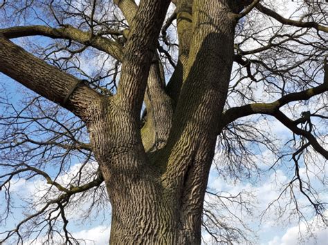 Stieleiche Neben Dem Feldweg An Der Schweineweide Kirchwehren