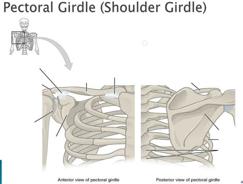 Pectoral Glide Shoulder Girdle Diagram Quizlet