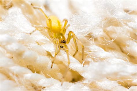 Poisonous Spiders In Ny Exterminators Serving Albany To Plattsburgh