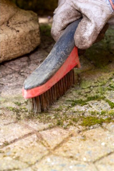 How To Remove Moss From Concrete Helpful Guide Jun 2024