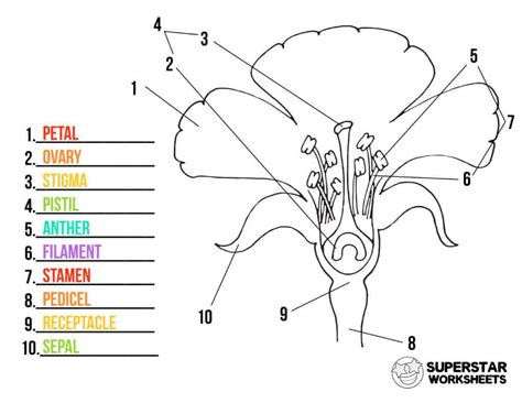 parts   flower worksheets worksheets library worksheets library