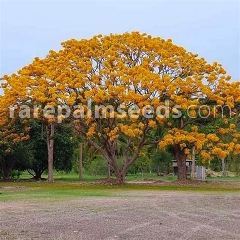 Delonix Regia Flavida Flamboy N Amarilla Compra Semillas En