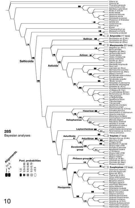 Phylogenetic Analyses Of S Sequences Tree Shown Is Majority Rules